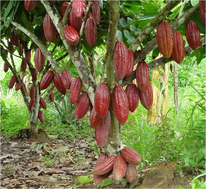 Vườn cacao OLROVA trĩu quả tại Đắk Lắk